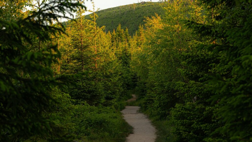 A winding forest path leading toward sunlight, symbolizing the courage to create the future.